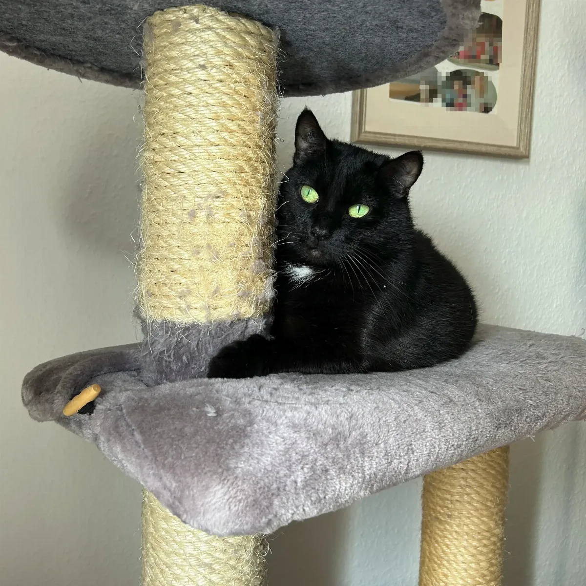 bonnie_kratzbaum