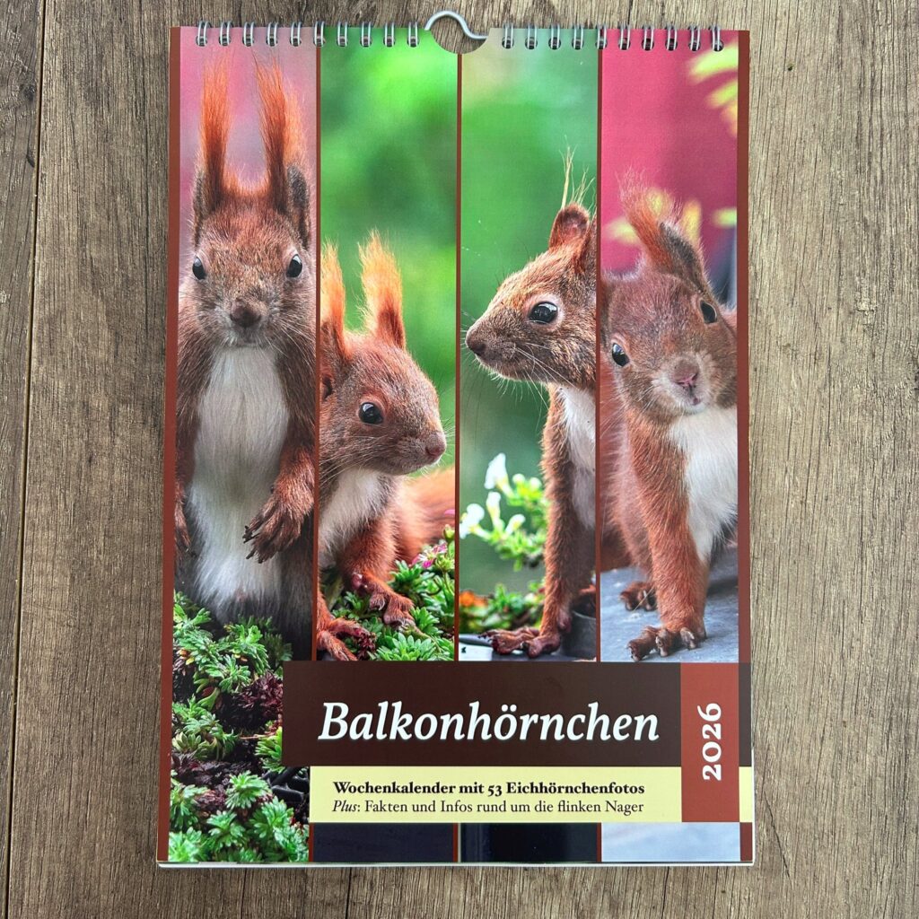 Das Bild zeigt einen Wandkalender für das Jahr 2026. Der Kalender trägt den Titel „Balkonhörnchen“ und enthält 53 Fotos von Eichhörnchen. Zusätzlich bietet er Fakten und Informationen über diese Tiere. Die Vorderseite zeigt mehrere Nahaufnahmen von Eichhörnchen, die sich in einem Garten oder auf einem Balkon befinden. Die Bilder wirken warm und freundlich.