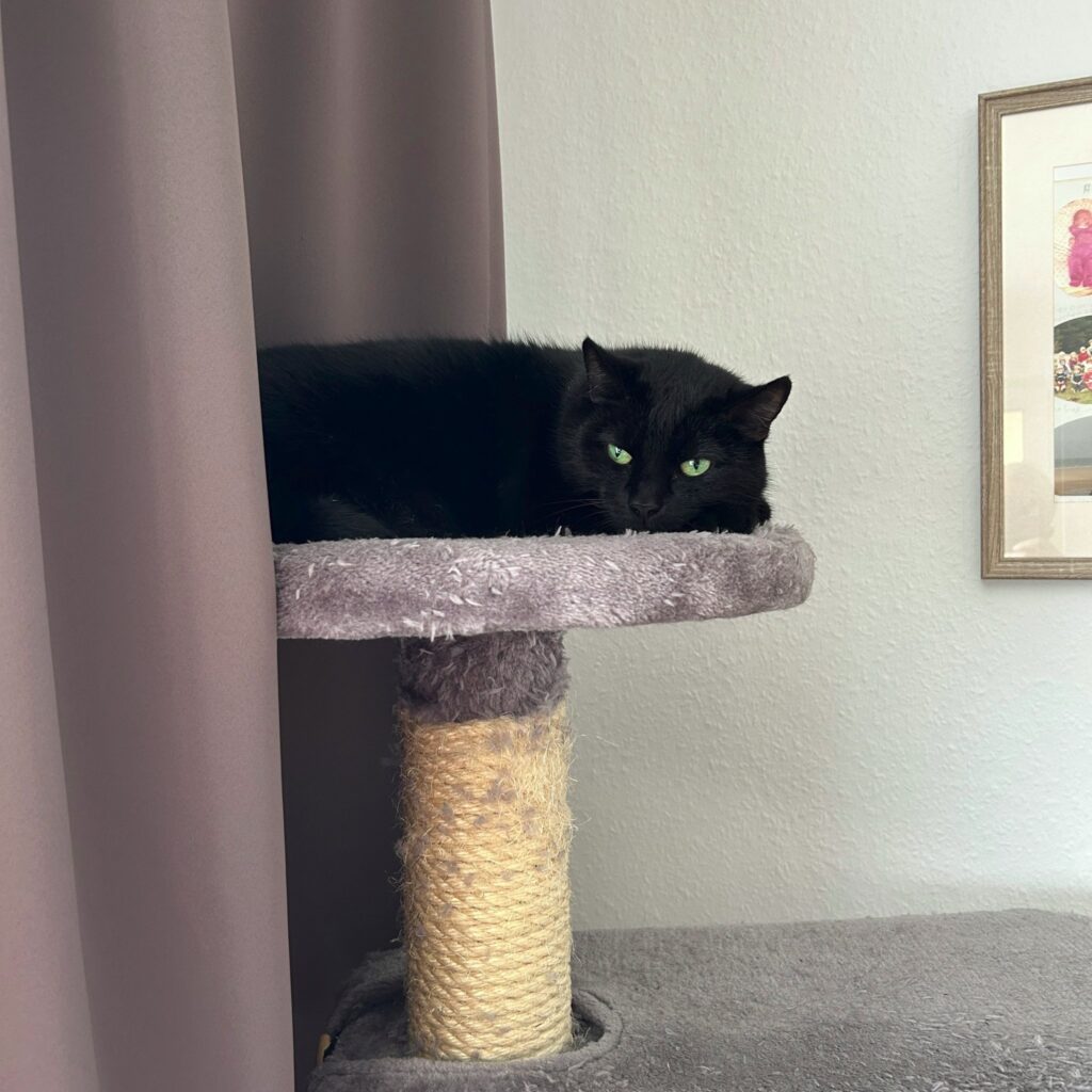Auf dem Bild liegt eine schwarze Katze auf einem Katzenbaum. Die Katze hat leuchtend grüne Augen und liegt entspannt auf der obersten Plattform des Kratzbaums. Im Hintergrund sind eine weiße Wand und ein Vorhang zu sehen. Rechts im Bild hängt ein gerahmtes Bild an der Wand. Der Katzenbaum selbst ist in verschiedenen Grautönen gehalten, mit einer Säule, die mit Sisal umwickelt ist.