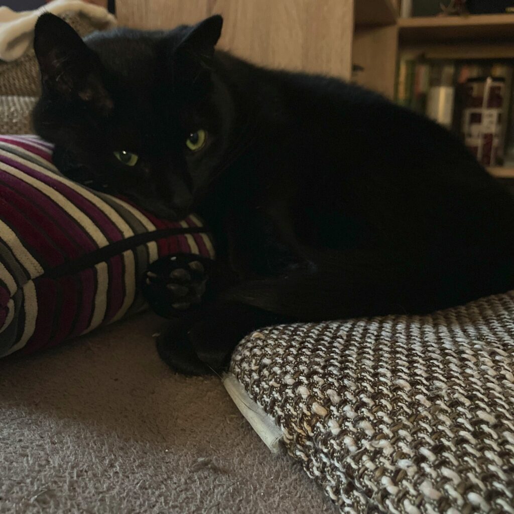 Das Bild zeigt einen schwarzen Kater, der entspannt auf einem Stapel Kissen liegt. Der Kater hat grüne Augen und schaut in die Kamera. Im Hintergrund ist ein Teil eines Bücherregals zu sehen. Die Beleuchtung ist eher gedämpft.